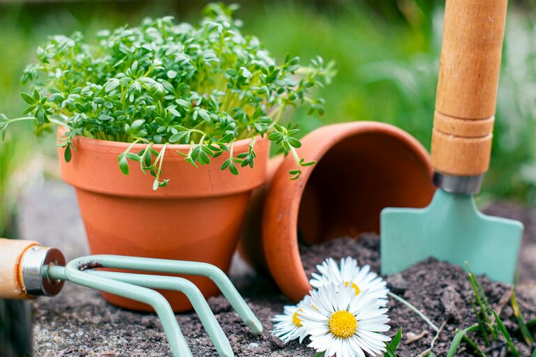 How to Start a Small Herb Garden at Home: A Beginner’s Guide